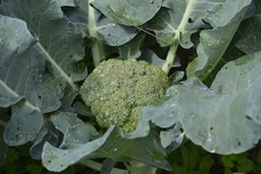 Brassica oleracea italica