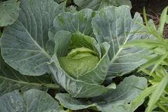 Brassica oleracea capitata