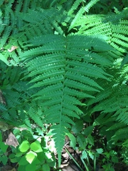 Deparia acrostichoides