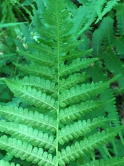 Deparia acrostichoides