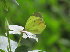 Abaeis xantochlora xantochlora