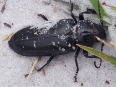 Archodontes melanopus