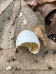 Patagioenas fasciata