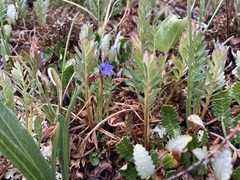 Campanula uniflora