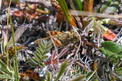 Buckellacris chilcotinae