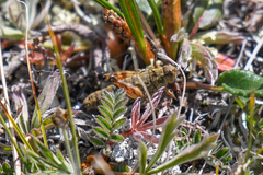 Buckellacris chilcotinae