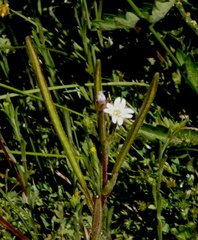 Epilobium oregonense