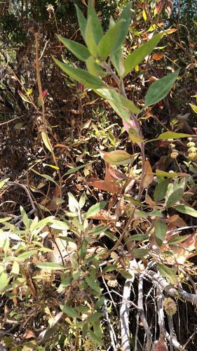 iNaturalist observation photo of California brittlebush