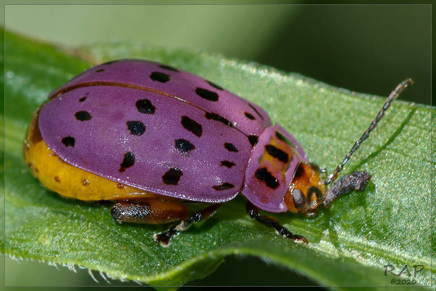 Alagoasa vigintiseptemmaculata