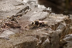 Laphria gibbosa