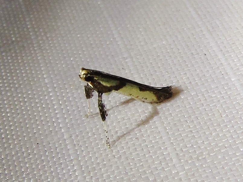 Walnut Caloptilia Moth