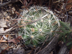 Mammillaria barbata