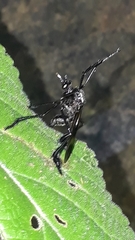 Pseudorus mexicanus