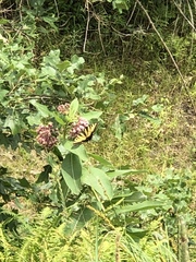 Papilio canadensis × glaucus