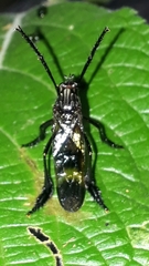 Pseudorus mexicanus