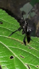 Pseudorus mexicanus