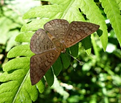 Emesis ocypore zelotes