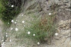 Malacothrix saxatilis saxatilis