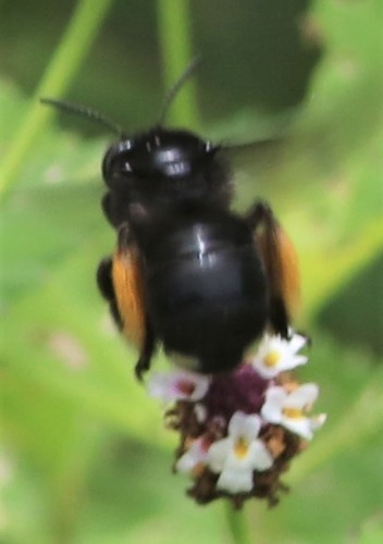 Melissodes bimaculatus image