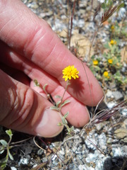 Lessingia tenuis