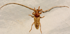 Enaphalodes rufulus