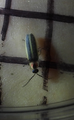 Photinus sabulosus