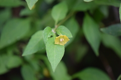 Capsicum rhomboideum