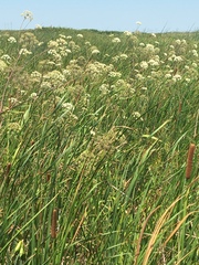 Cicuta maculata bolanderi