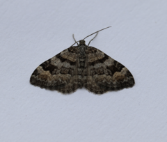 Xanthorhoe abrasaria