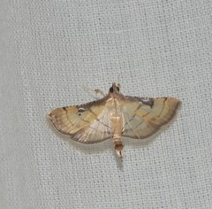 Lepidoptera
