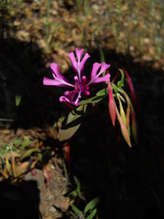 Clarkia concinna concinna