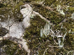 Cladonia cornuta