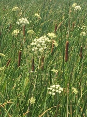 Cicuta maculata bolanderi