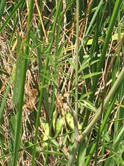 Cicuta maculata bolanderi