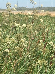 Cicuta maculata bolanderi
