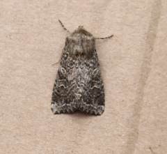 Glassy Cutworm Moth