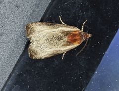 Olethreutes inornatana