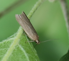 Acompsia cinerella