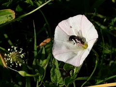 Systropha curvicornis