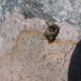 Horse Botfly - Photo (c) hampshirehog, some rights reserved (CC BY-NC), uploaded by hampshirehog
