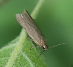Acompsia cinerella