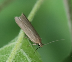 Acompsia cinerella