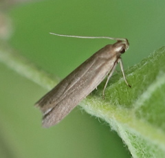 Acompsia cinerella