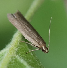 Acompsia cinerella