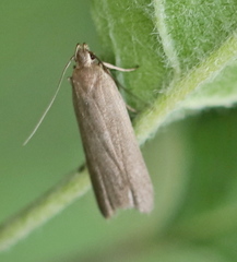 Acompsia cinerella