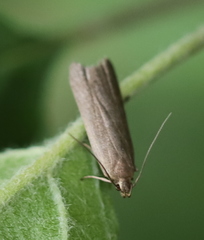 Acompsia cinerella