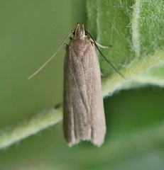 Acompsia cinerella