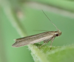 Acompsia cinerella