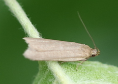 Acompsia cinerella