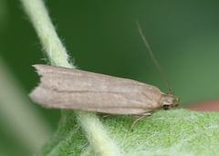 Acompsia cinerella